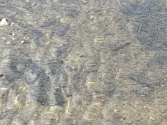 Campostoma spadiceum