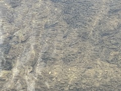 Campostoma spadiceum