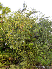 Magnoliopsida