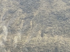 Campostoma spadiceum