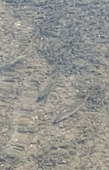 Campostoma spadiceum