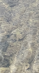 Campostoma spadiceum