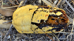 Magnoliopsida