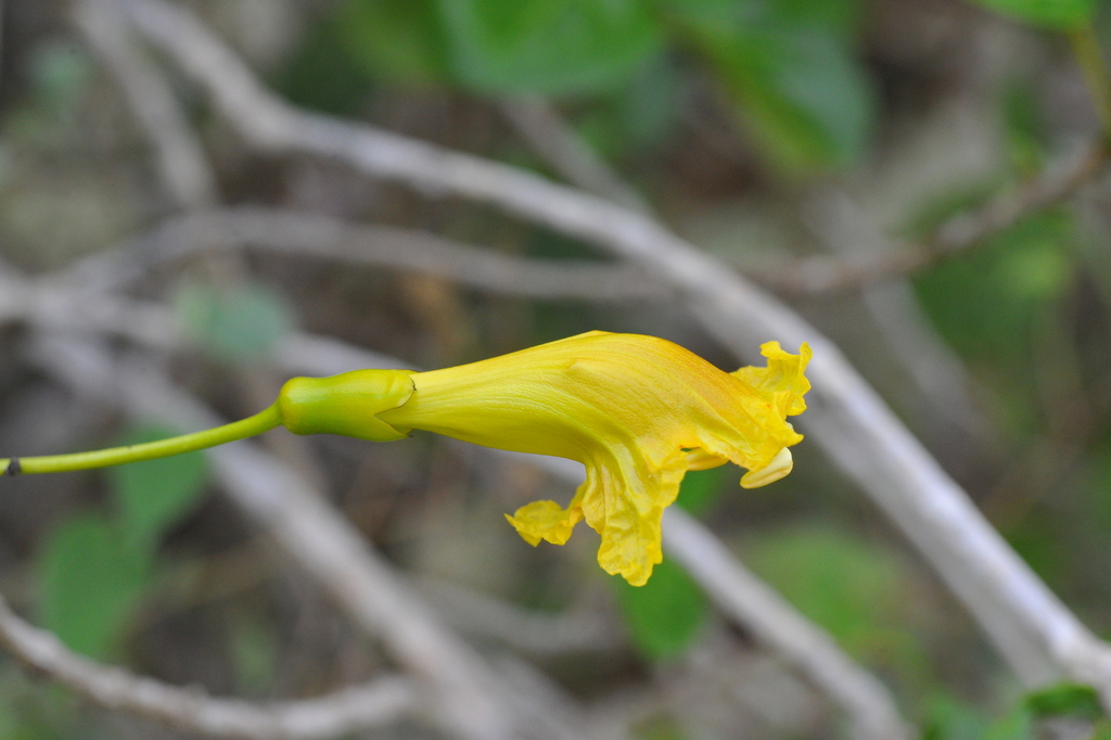 Spirotecoma