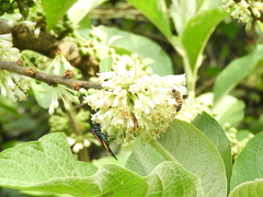 Cyanopepla submacula