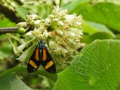 Cyanopepla submacula