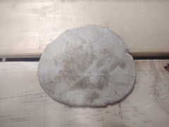 Echinarachnius parma