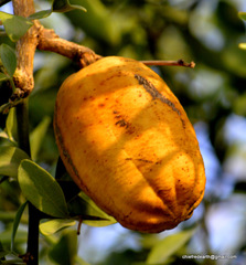 Magnoliopsida
