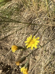 Hieracium nudicaule