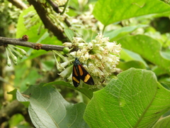 Cyanopepla submacula