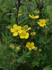 Polemonium caeruleum