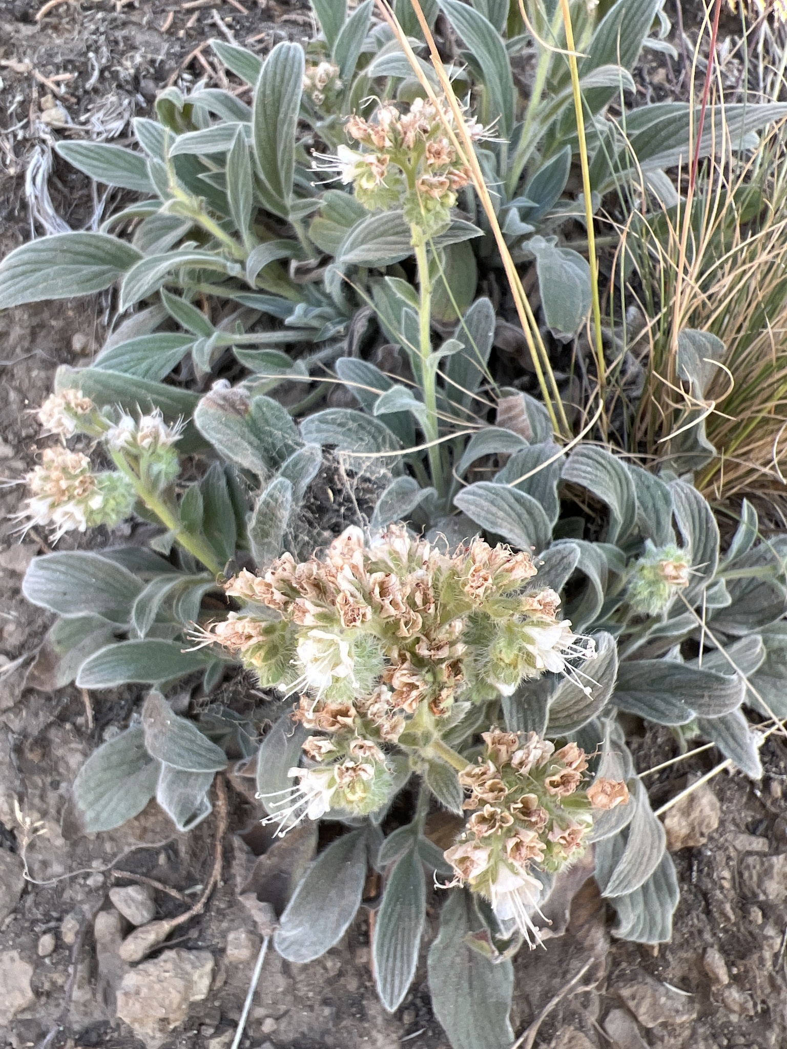 Phacelia hastata