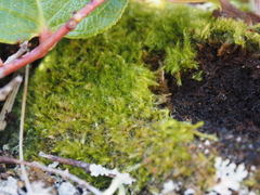 Herzogiella adscendens