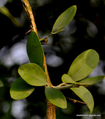 Magnoliopsida