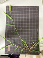 Setaria viridis