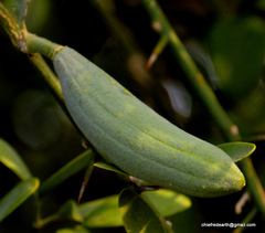 Magnoliopsida