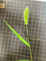 Setaria viridis