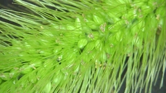 Setaria viridis