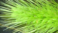 Setaria viridis