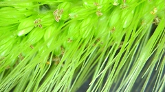 Setaria viridis