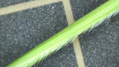 Setaria viridis