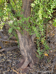 Magnoliopsida