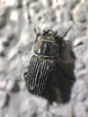 Nigidius sinicus
