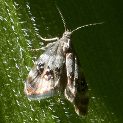 Prochoreutis sororculella