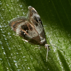 Prochoreutis sororculella