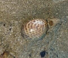 Paratectonatica tigrina