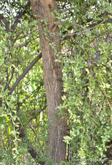 Magnoliopsida