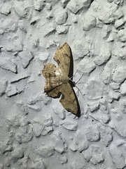 Dysaethria moza