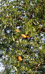 Magnoliopsida