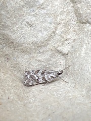 Scoparia pyralella