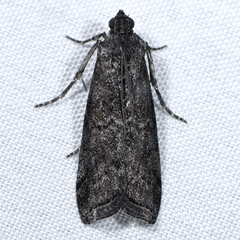 Phobus funerella