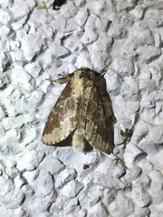 Neodrymonia taipoensis