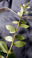 Vaccinium floribundum