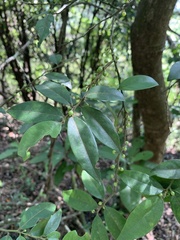 Pentaphylacaceae