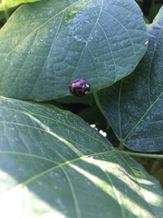 Aiolocaria hexaspilota