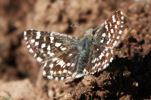 Two-banded Checkered-Skipper photo 3