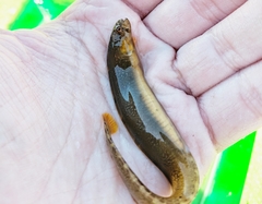 Pholis gunnellus