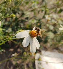 Apis mellifera