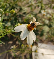 Apis mellifera