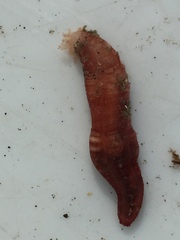 Taeniogyrus dunedinensis