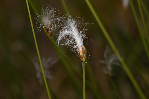Trichophorum alpinum iNat (1)