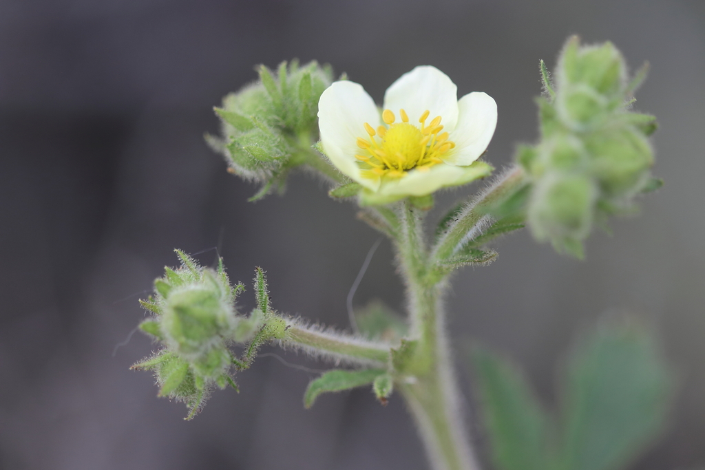 cream cinquefoil from Mount Dufferin, Kamloops, BC, Canada on May 26, 2022 at 0151 PM by Megan