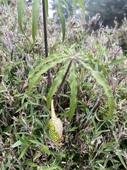 Arisaema consanguineum