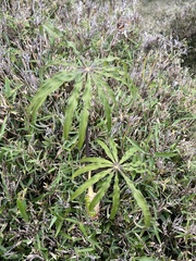 Arisaema consanguineum