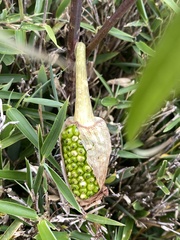Arisaema consanguineum