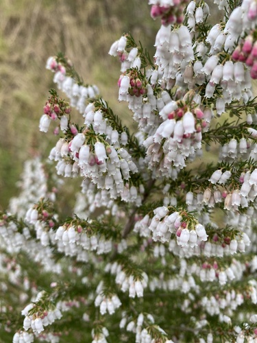 Erica lusitanica